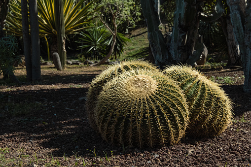 Three big barrel cactus or Echinocactus grusonii in the hot dry climate of a tropical country