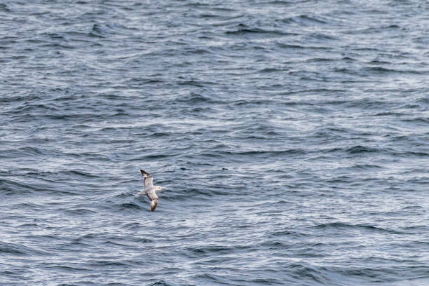 istock A southern fulmar flying over antarctic waters 2149342657