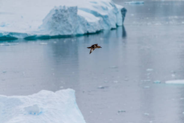 istock Close-up of a flying brown skua 2149342674