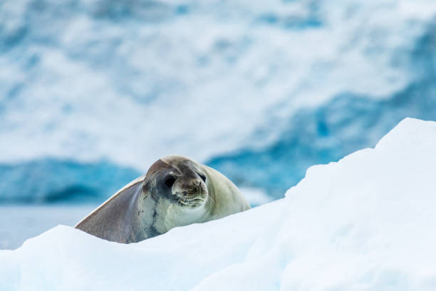 istock Close-up of a Weddell seal 2149342724