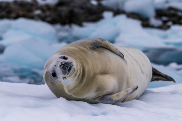 istock Crabeater Seal resting on a sheet of ice 2149342726