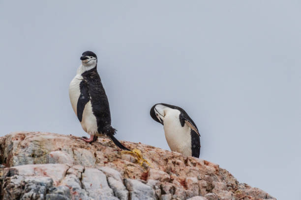A group of Shinstrap Penguin - Pygoscelis antarcticus- standing on a rock at Cierva Cove, on the Antarctic peninsula