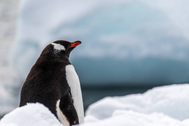 istock Close-up of a Gentoo Penguin on Trinity Island. 2149342736