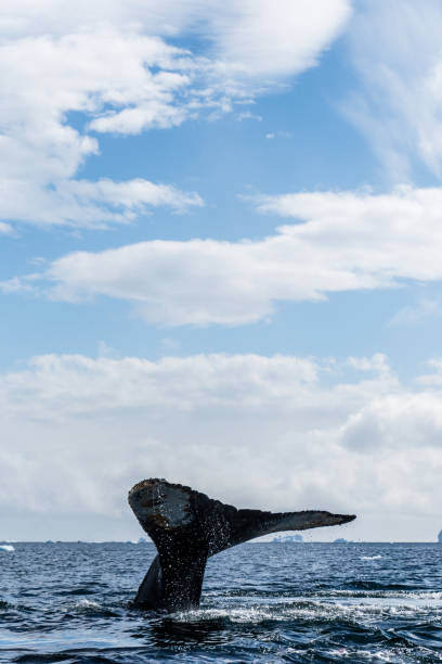 istock Tail of a humpback whale in the Antarctic 2149342741