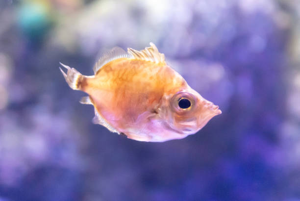 Tropical fish in an aquarium on a blue background, close-up.