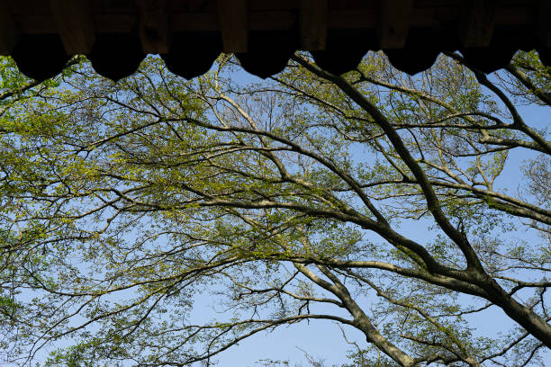 tile roof