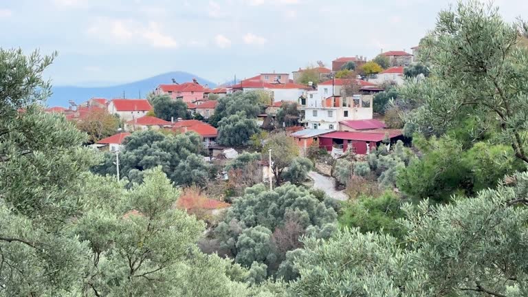 Olive tree area in Mugla Yatagan Turkey 4k stock video