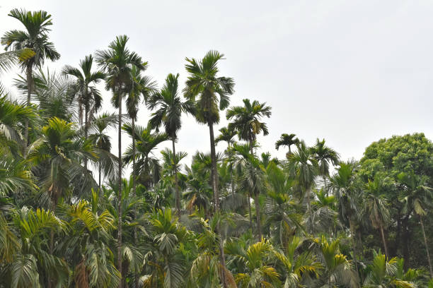 istock A scenic view of a Areca tree plantation. 2149345416