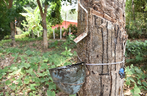 A closeup Picture of a Rubber Plantation with rubber being collected from the tree in a small wooden bowl.
