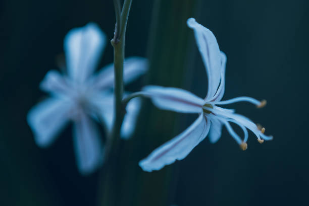 istock A white wildflower called Wildeknoflok, or Trachyandra saltii 2149345514