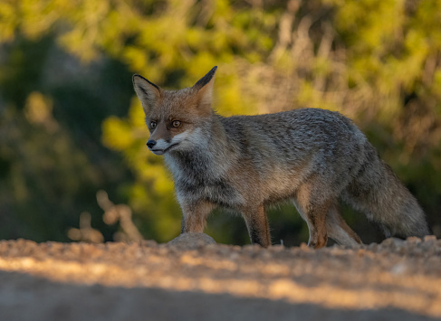 A wild fox forages for food