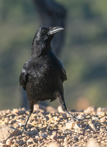 The carrion crow on the ground