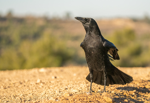 The carrion crow on the ground