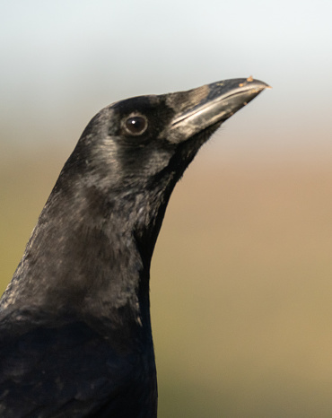 Carrion crow portrait