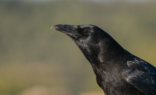 Carrion crow portrait