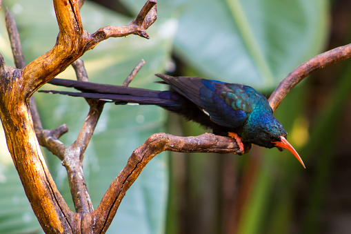 A metallic green and black wood Hoopoe, Phoeniculus purpureus, perched on dead branches in a suburban garden in Johannesburg, South Africa.