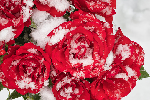 Snow-Dusted Beauty Red Rose in Winter