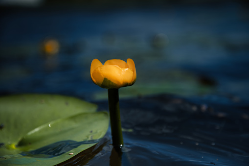 A beautiful, vibrant yellow lily floating on the  Aura riverside in Turku