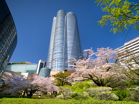 Mouri Garden and Roppongi Hills with cherry blossoms in full bloom. Photographed on April 10, 2024 in Minato-ku, Tokyo.
