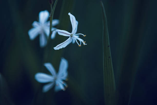 istock A white wildflower called Wildeknoflok, or Trachyandra saltii 2149346160