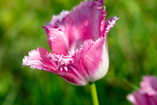 Pink tulips in the garden where in the spring.