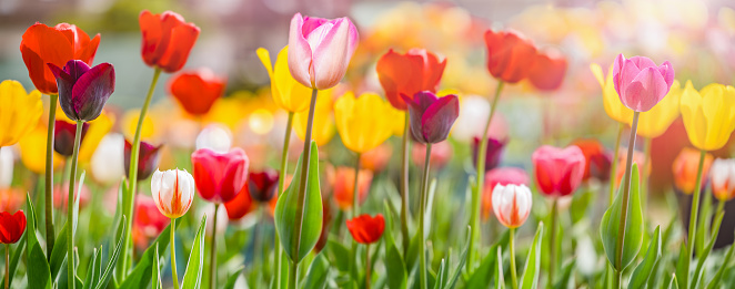 Colorful Tulips Field Background