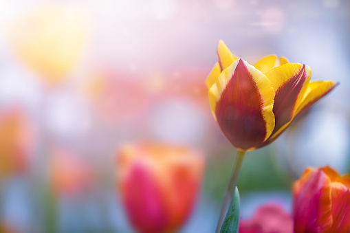Colorful Tulips Field Background with Copy Space