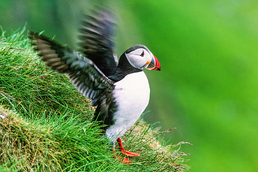 Atlantic puffin flapping its wings