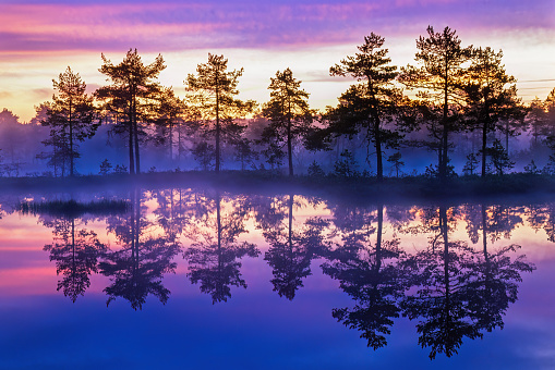 Pine woodland at a bog lake at sunrise
