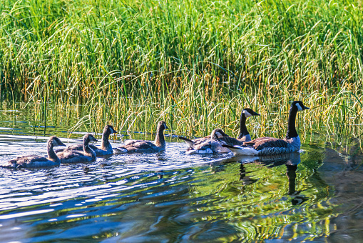 Canada geese with goslings swim in a lake