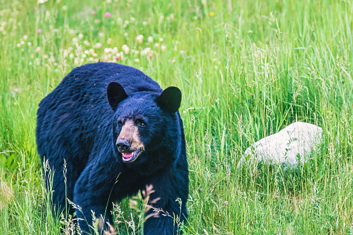 Black bear on a grass meadow