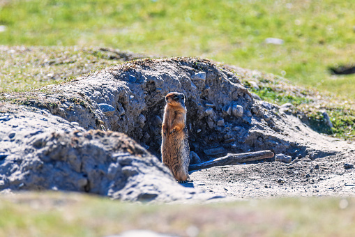 Columbian ground squirrel guarding at the burrow