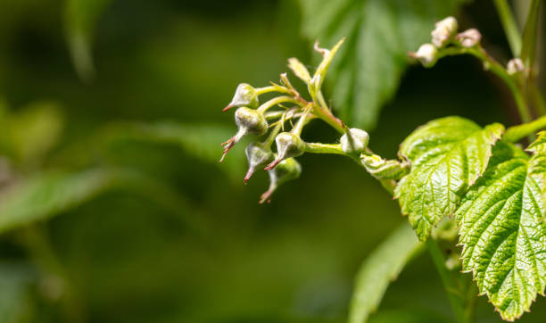 istock Close-up of closed flowers on a raspberry in spring. Macro 2149347503
