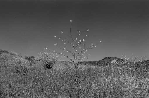 Placerita Canyon, lone flowering tree. Shot in TMAX100 35mm film with red filter.