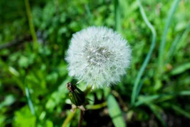 White Dandelion in the grass in summer