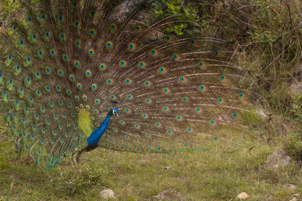 istock Peacock dancing in their natural habitat 2149348125