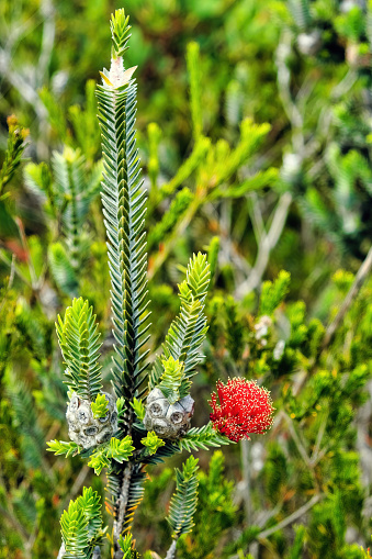 Leaves and flowers of Barrens regelia (Regelia velutina), a plant indigenous to the southwest of Western Australia