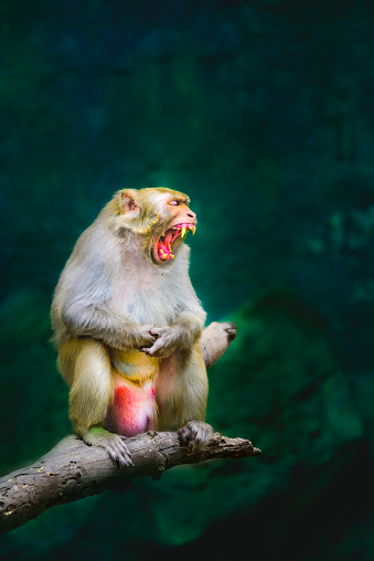 A Rhesus Macaque is baring its fangs on a branch.