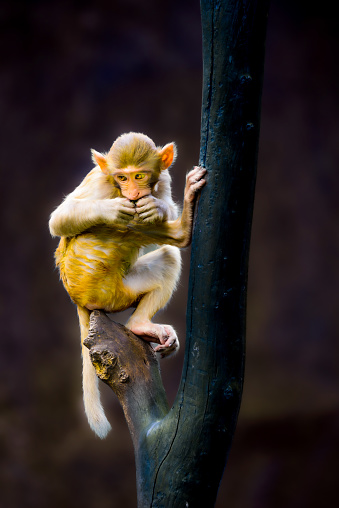A Rhesus Macaque is sitting and resting on the branch.