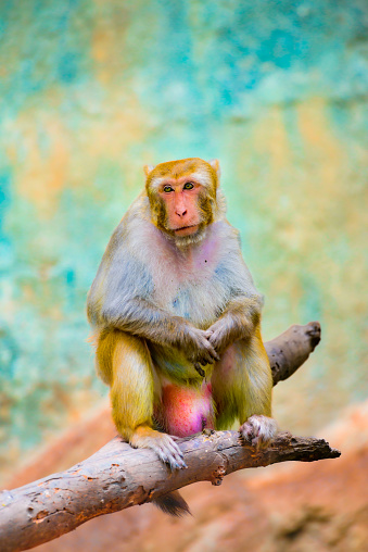 A Rhesus Macaque is sitting and resting on the branch.
