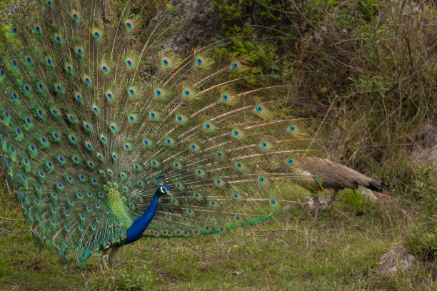 istock Peafowl male dancing for mate in woods 2149348248