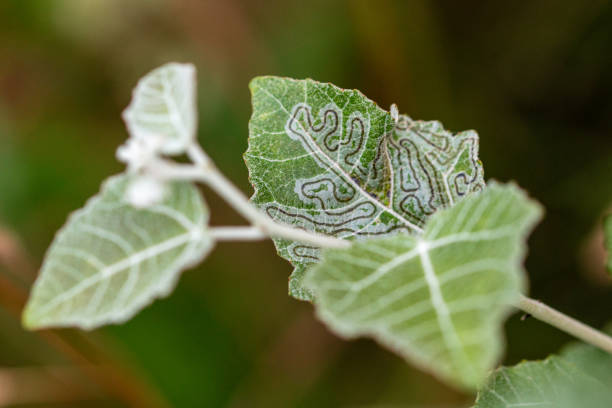 istock leaf miner in poplar leaf - Phyllocnistis xenia 2149349100