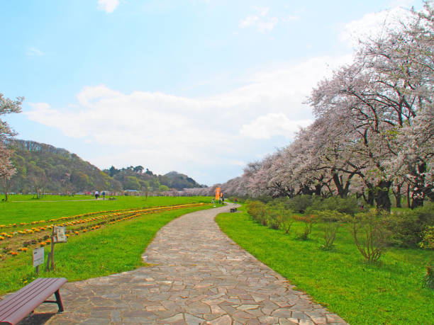 istock April 17, 2024 A single cherry tree at Koiwai Farm, Iwate Prefecture 2149349446