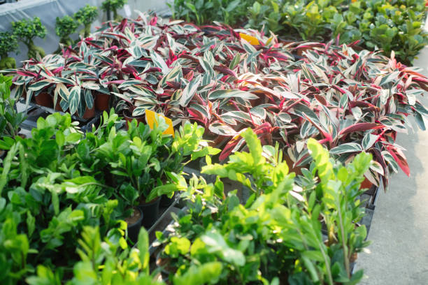 Plants for sale in a garden center