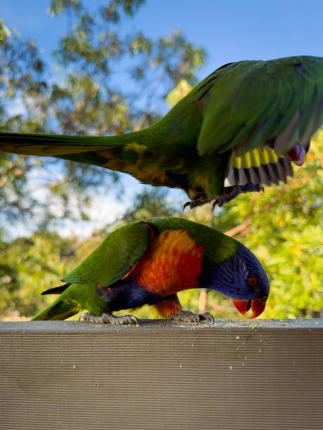 istock Rainbow Lorikeet Parrot. Birds of Australia 2149349617