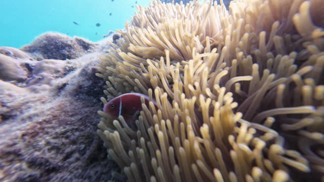 Beautiful coral on a vibrant coral reef.