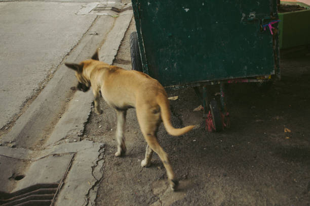 istock poor dog in bangkok 2149350309