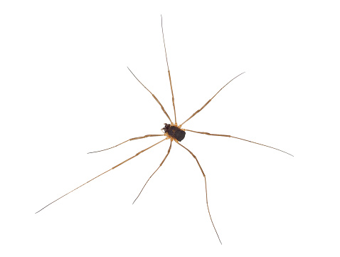 Mitopus morio is a species of harvestman arachnid belonging to the family Phalangiidae