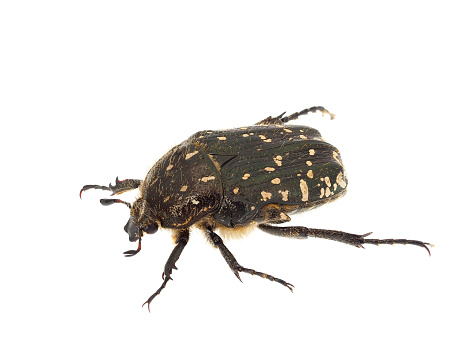 Oxythyrea funesta is a phytophagous beetle species belonging to the family Cetoniidae, subfamily Cetoniinae