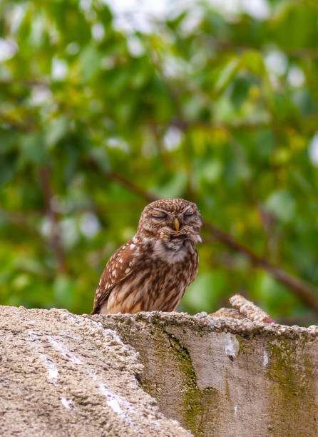 istock Little Owl, Athene noctua 2149350547